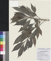 藏品(小葉樹杞)的圖片